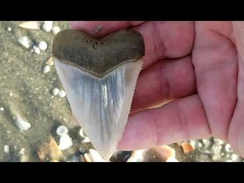 Great White Tooth 7 Fascinating Facts You Must Know Great White Tooth 7 Fascinating Facts You Must Know