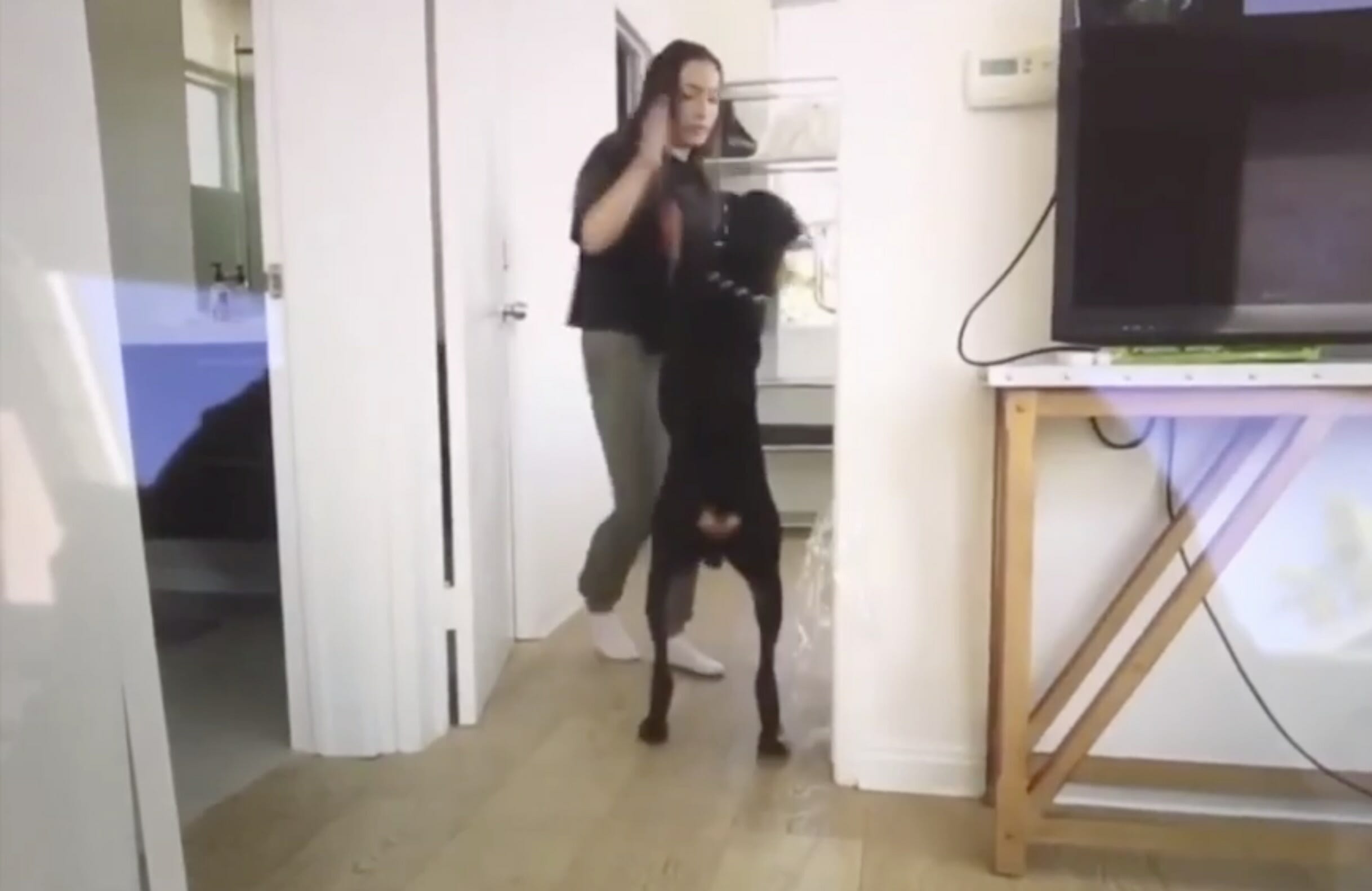Brooke Houts, die YouTuber, die Ihren Hund in einem Video misshandelt hat, kann es vorerst behalten