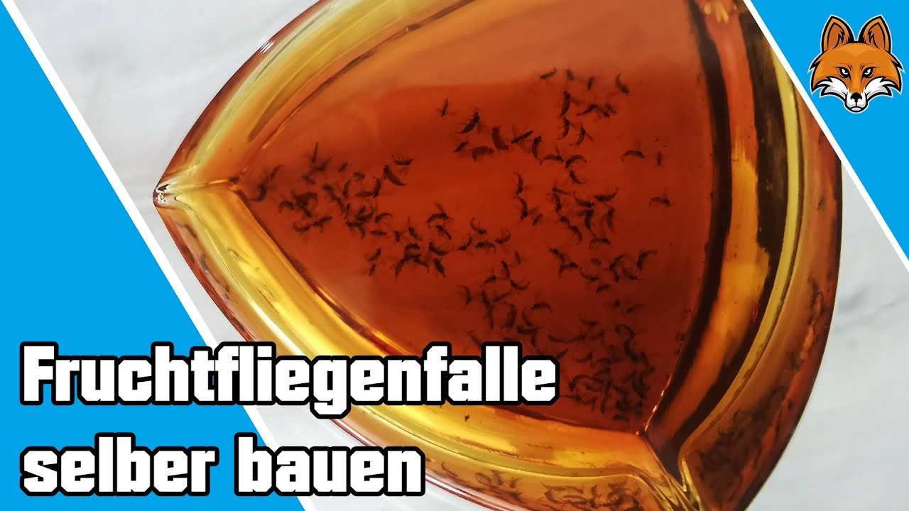 Obstfliegenfalle: 7 effektive Tipps für eine Fliegenfreie Küche
